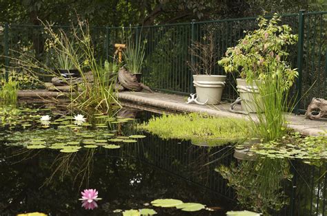 how to convert a pond into a garden