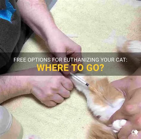 How To Cope With Euthanizing Your Cat