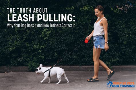 How To Correct A Dog From Pulling On Leash