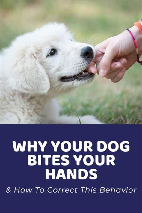 how to correct a dog that bites
