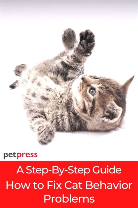 how to correct cat behavior problems