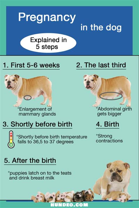 how to count days of pregnancy in dogs