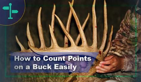 how to count points on buck