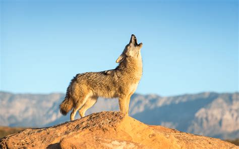 how to coyote call