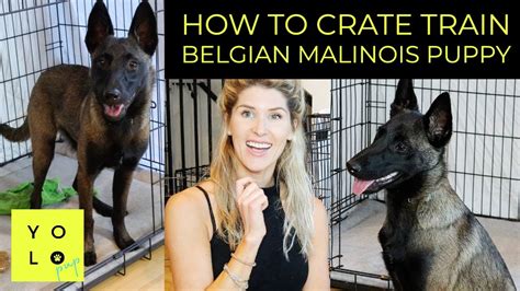 how to crate train a belgian malinois