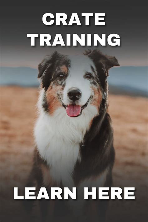 How To Crate Train A Puppy That Won't Stop Crying