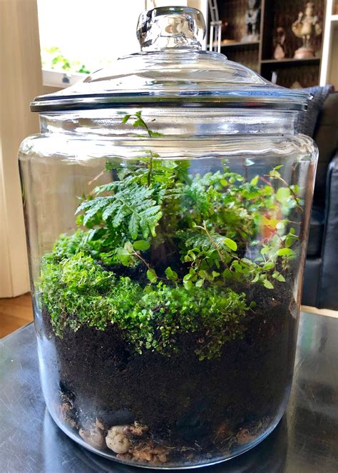 how to create a closed terrarium