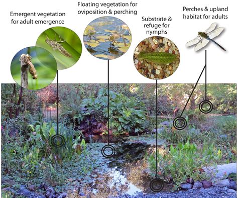 How To Create A Dragonfly Habitat