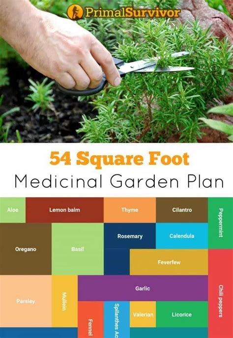how to create a medicinal garden