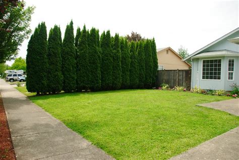 How To Create A Privacy Wall With Trees