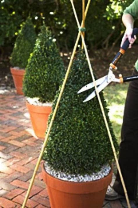 How To Create A Topiary