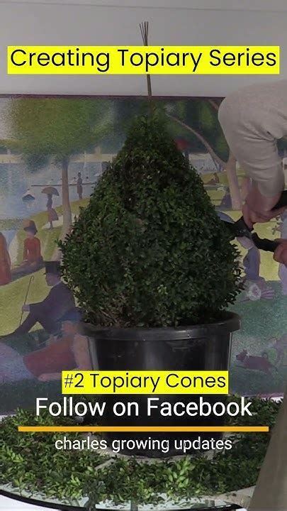 How To Create A Topiary Cone