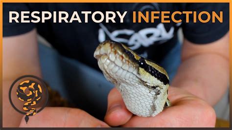 How To Cure A Ball Python Respiratory Infection