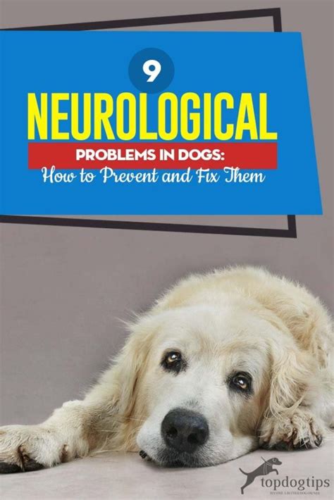 how to cure neurological problems in dogs