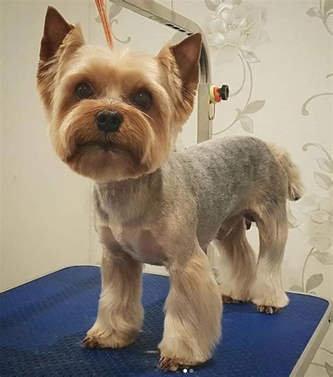  79 Stylish And Chic How To Cut A Yorkie Puppy Cut Hairstyles Inspiration