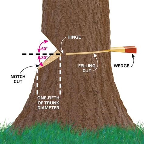How To Cut Back A Tree