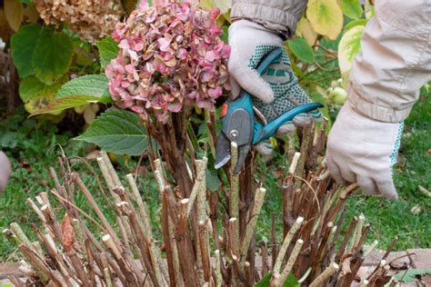 How To Cut Back Hydrangea In The Fall