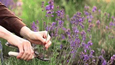When to cut back lavender 🌿 ️ Annual pruning essentials for healthier