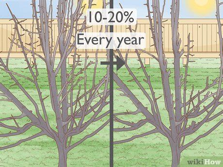 How To Cut Back Pear Tree