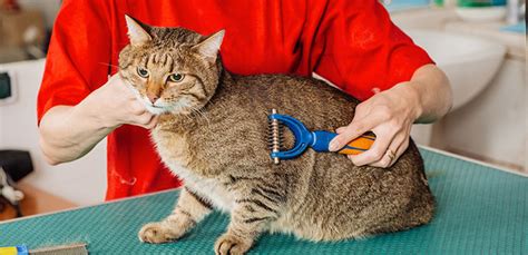 how to cut cat hair at home