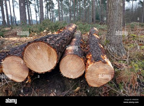 How To Cut Down A Pine Tree In Segments