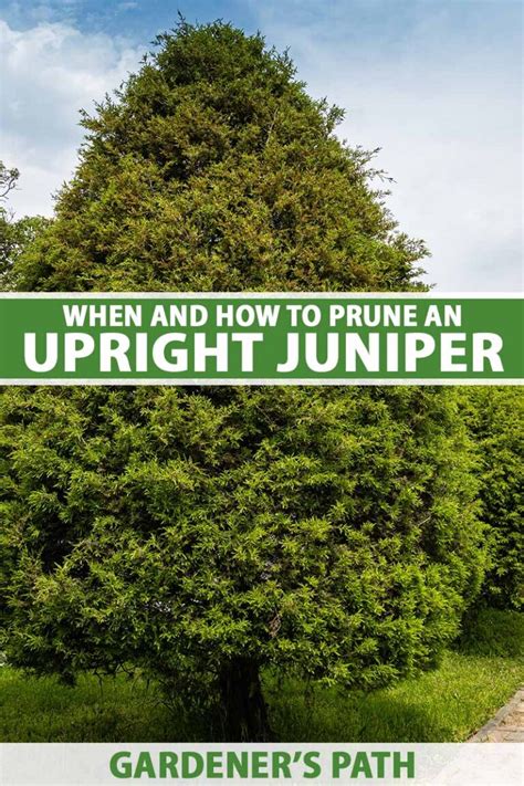 How To Cut Down Juniper Tree