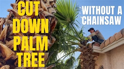 How To Cut Down Palm Tree Branches