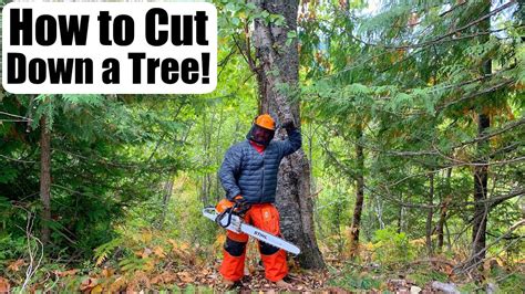 How To Cut Down Tree With A Chainsaw