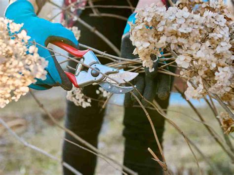 How To Cut Hydrangeas In Winter