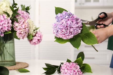 How To Cut Hydrangeas To Put In A Vase