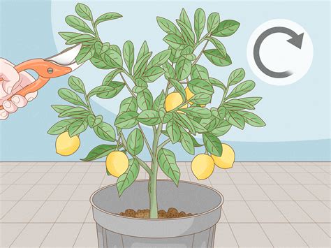 how to cut lemon tree branches
