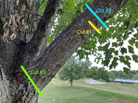 How To Cut Long Tree Branches