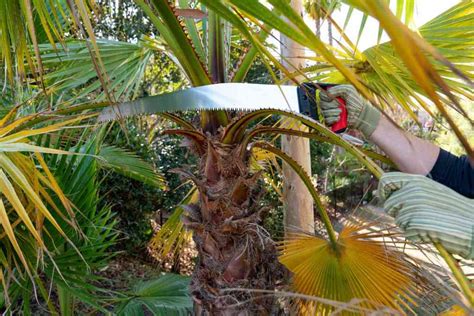 How To Cut Palm Tree Branches
