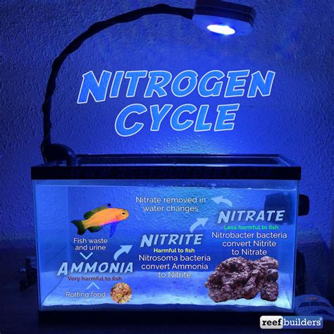 how to cycle a saltwater aquarium