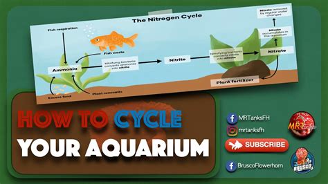how to cycle aquarium with plants