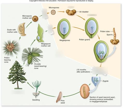 How To Cycle Pine Pollen
