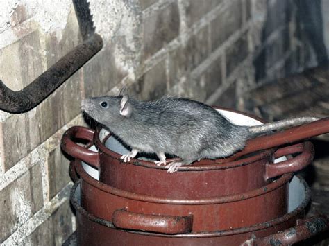 how to deal with roof rats