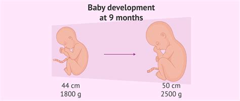 How To Decrease Fetal Weight In 9Th Month