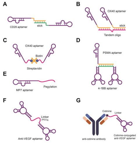 how to design and synthesize psma aptamer
