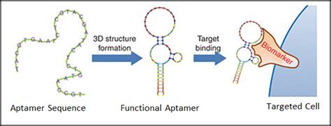 how to design aptamer