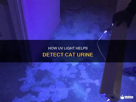 How To Detect Cat Urine With A Uv Light