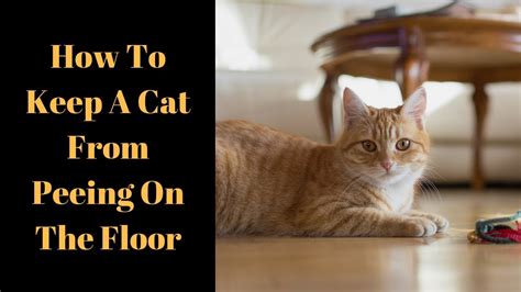 How To Deter A Cat From Peeing On The Floor