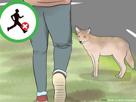 How To Deter Coyotes