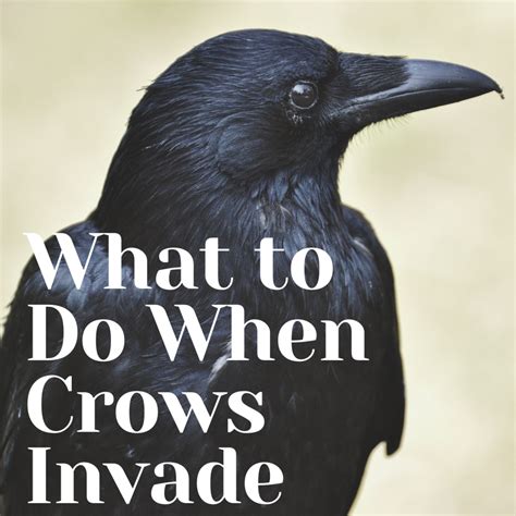 how to deter crows from garden