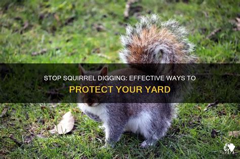 How To Deter Squirrels From Digging In Yard