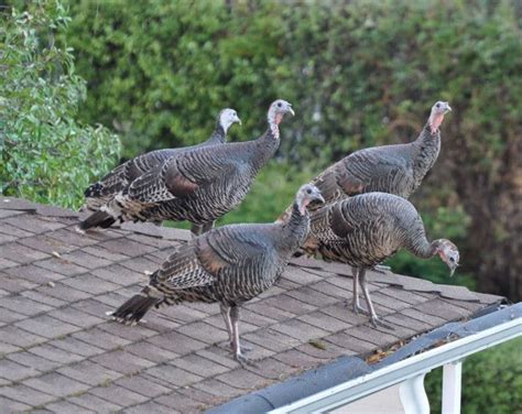 How To Deter Turkeys: Tips And Tricks For A Peaceful Garden