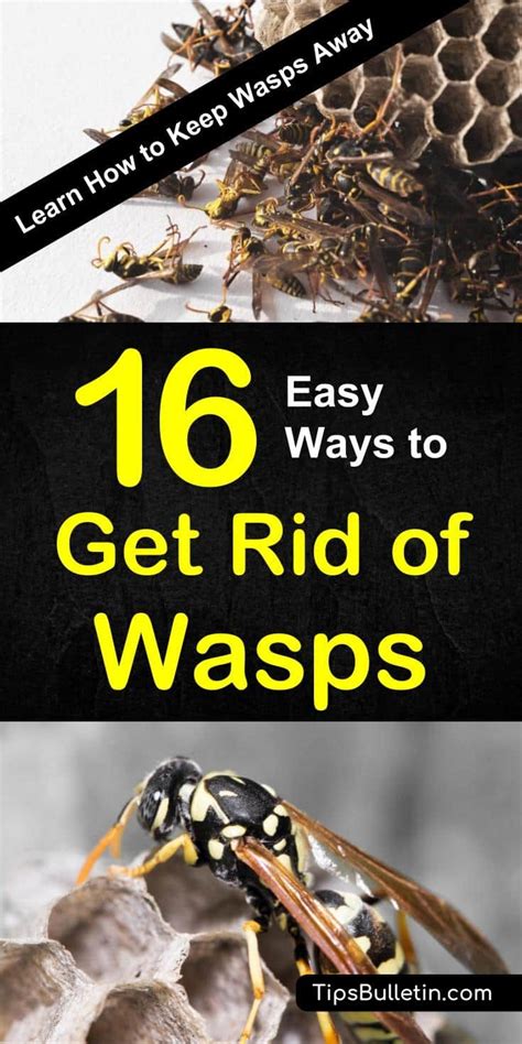 how to deter wasp