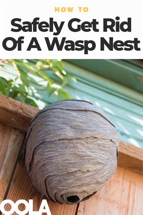 how to deter wasps from building nests