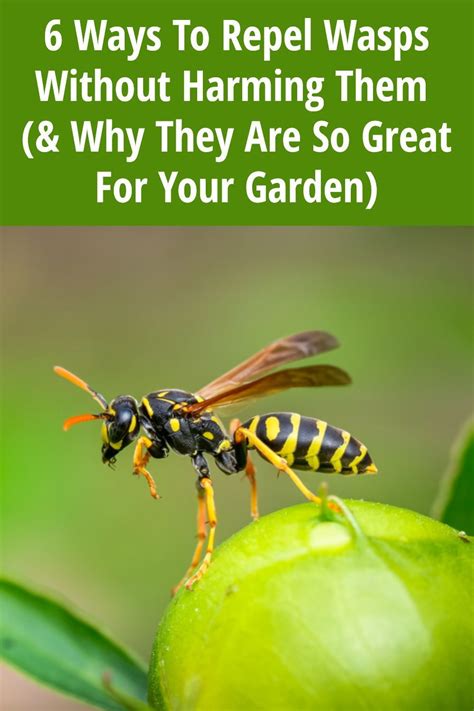 How To Deter Wasps In Yard