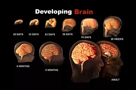 how to develop a child brain